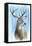 Buck-Michelle Faber-Framed Premier Image Canvas