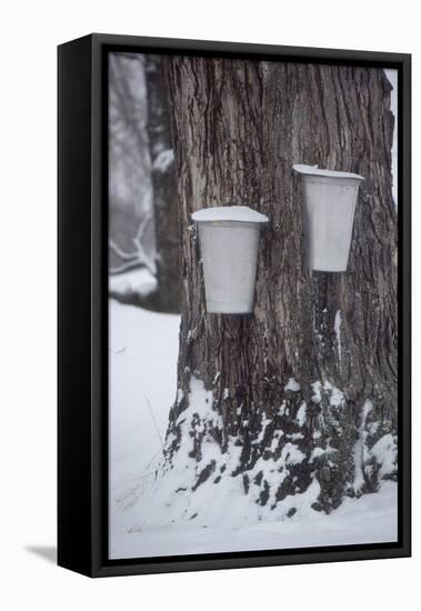 Buckets for Collecting Sap on a Maple Tree in Maine-null-Framed Premier Image Canvas