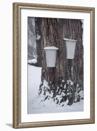 Buckets for Collecting Sap on a Maple Tree in Maine-null-Framed Photographic Print