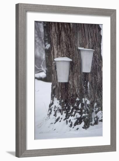 Buckets for Collecting Sap on a Maple Tree in Maine-null-Framed Photographic Print