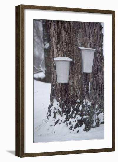 Buckets for Collecting Sap on a Maple Tree in Maine--Framed Photographic Print