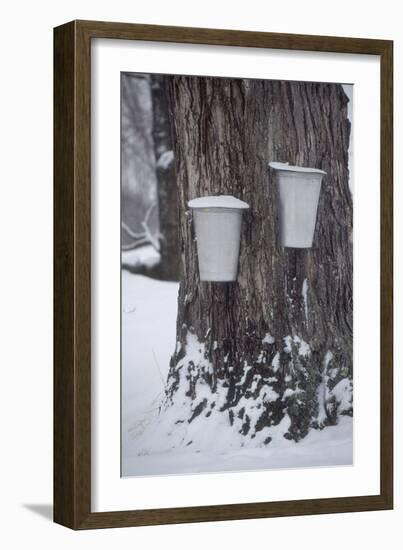 Buckets for Collecting Sap on a Maple Tree in Maine-null-Framed Photographic Print