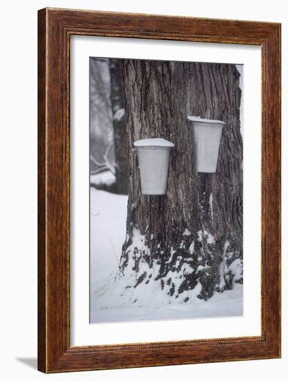 Buckets for Collecting Sap on a Maple Tree in Maine-null-Framed Photographic Print