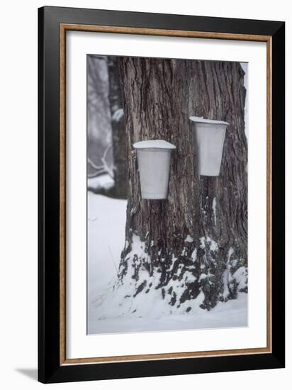 Buckets for Collecting Sap on a Maple Tree in Maine-null-Framed Photographic Print