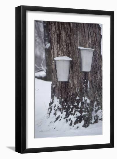 Buckets for Collecting Sap on a Maple Tree in Maine-null-Framed Photographic Print