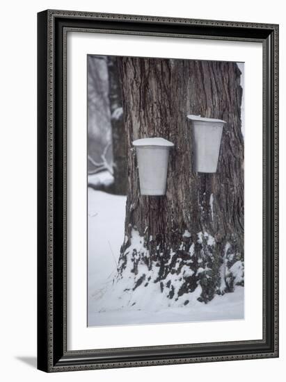 Buckets for Collecting Sap on a Maple Tree in Maine-null-Framed Photographic Print