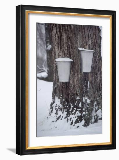 Buckets for Collecting Sap on a Maple Tree in Maine-null-Framed Photographic Print