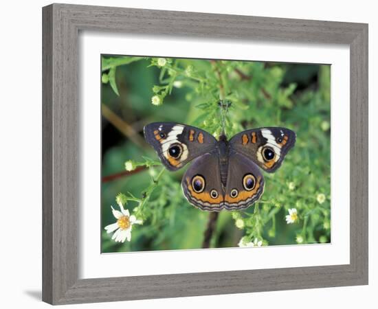 Buckeye Butterfly, Great Smoky Mountains National Park, Tennessee, USA-Adam Jones-Framed Photographic Print