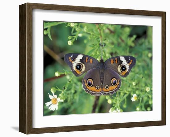 Buckeye Butterfly, Great Smoky Mountains National Park, Tennessee, USA-Adam Jones-Framed Photographic Print