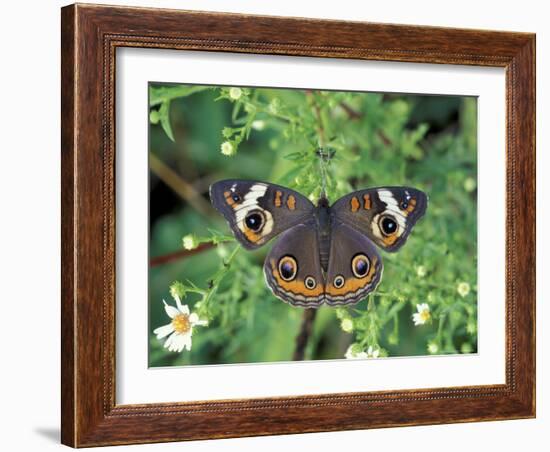 Buckeye Butterfly, Great Smoky Mountains National Park, Tennessee, USA-Adam Jones-Framed Photographic Print