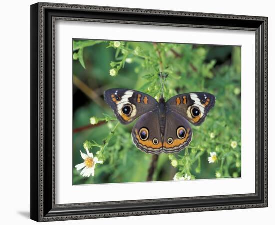 Buckeye Butterfly, Great Smoky Mountains National Park, Tennessee, USA-Adam Jones-Framed Photographic Print