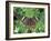 Buckeye Butterfly, Great Smoky Mountains National Park, Tennessee, USA-Adam Jones-Framed Photographic Print