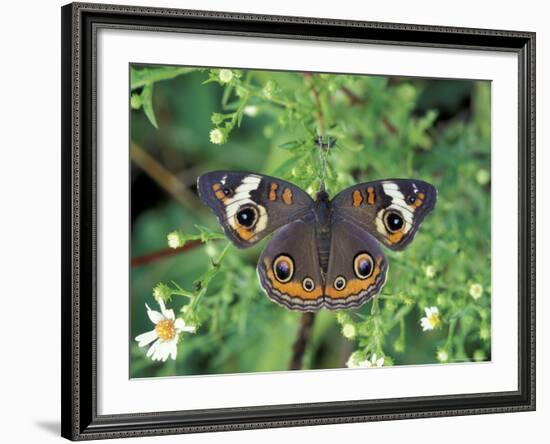 Buckeye Butterfly, Great Smoky Mountains National Park, Tennessee, USA-Adam Jones-Framed Photographic Print