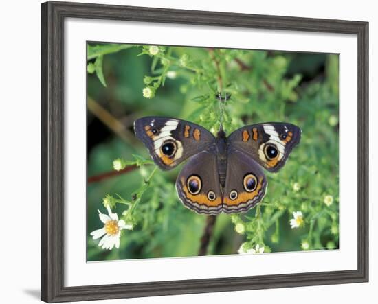 Buckeye Butterfly, Great Smoky Mountains National Park, Tennessee, USA-Adam Jones-Framed Photographic Print