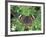 Buckeye Butterfly, Great Smoky Mountains National Park, Tennessee, USA-Adam Jones-Framed Photographic Print