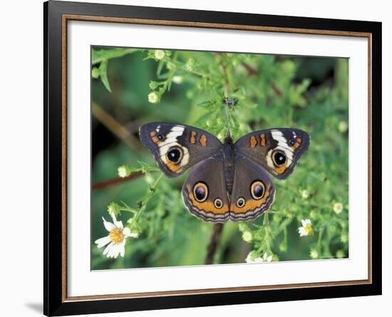 Buckeye Butterfly, Great Smoky Mountains National Park, Tennessee, USA-Adam Jones-Framed Photographic Print