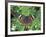 Buckeye Butterfly, Great Smoky Mountains National Park, Tennessee, USA-Adam Jones-Framed Photographic Print