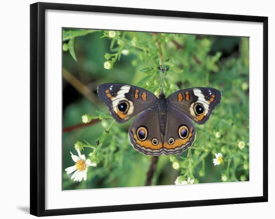 Buckeye Butterfly, Great Smoky Mountains National Park, Tennessee, USA-Adam Jones-Framed Photographic Print