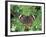 Buckeye Butterfly, Great Smoky Mountains National Park, Tennessee, USA-Adam Jones-Framed Photographic Print