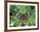 Buckeye Butterfly, Great Smoky Mountains National Park, Tennessee, USA-Adam Jones-Framed Photographic Print