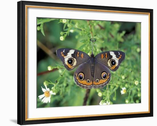 Buckeye Butterfly, Great Smoky Mountains National Park, Tennessee, USA-Adam Jones-Framed Photographic Print