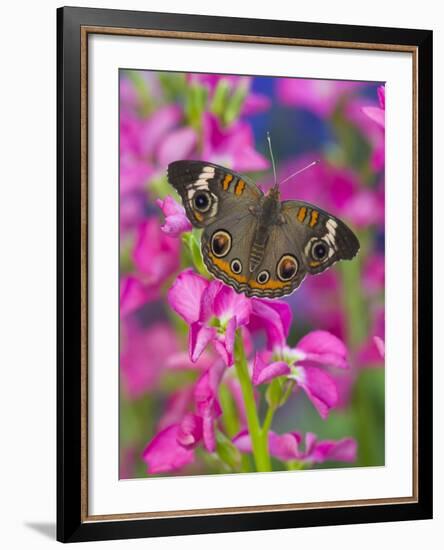 Buckeye Butterfly-Darrell Gulin-Framed Photographic Print