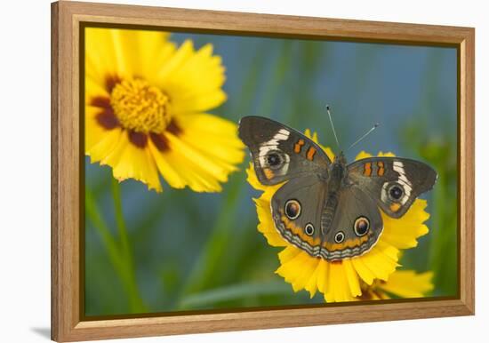 Buckeye Butterfly-Darrell Gulin-Framed Premier Image Canvas