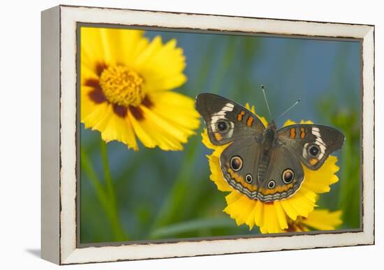 Buckeye Butterfly-Darrell Gulin-Framed Premier Image Canvas