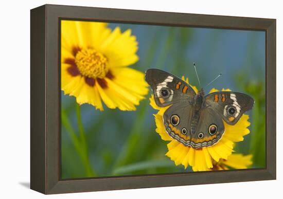 Buckeye Butterfly-Darrell Gulin-Framed Premier Image Canvas