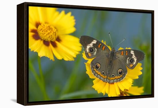 Buckeye Butterfly-Darrell Gulin-Framed Premier Image Canvas