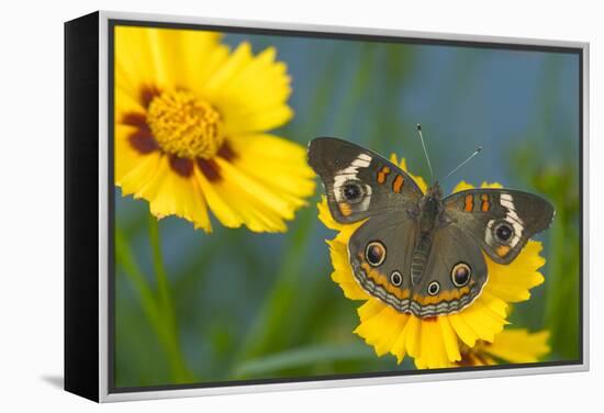 Buckeye Butterfly-Darrell Gulin-Framed Premier Image Canvas