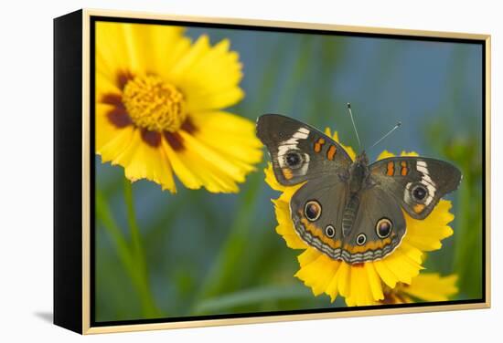 Buckeye Butterfly-Darrell Gulin-Framed Premier Image Canvas