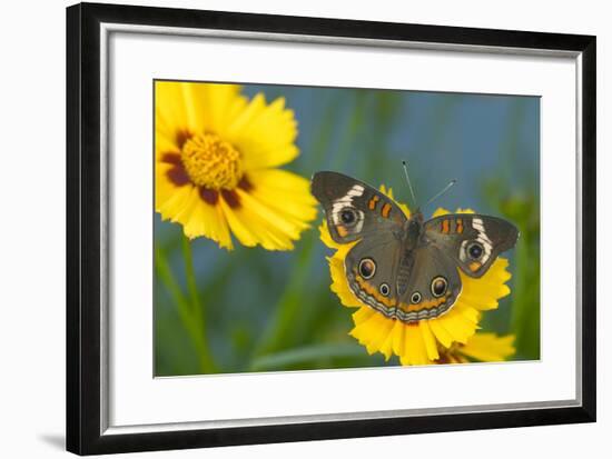 Buckeye Butterfly-Darrell Gulin-Framed Photographic Print