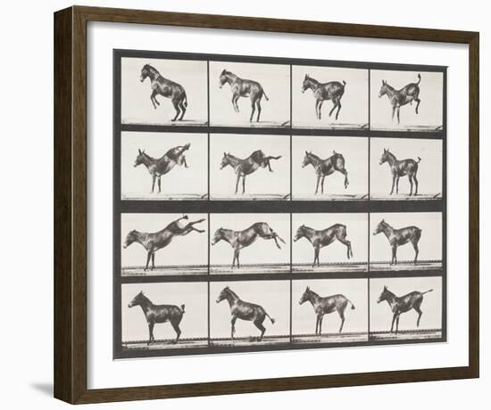 Bucking and Kicking-Eadweard Muybridge-Framed Giclee Print