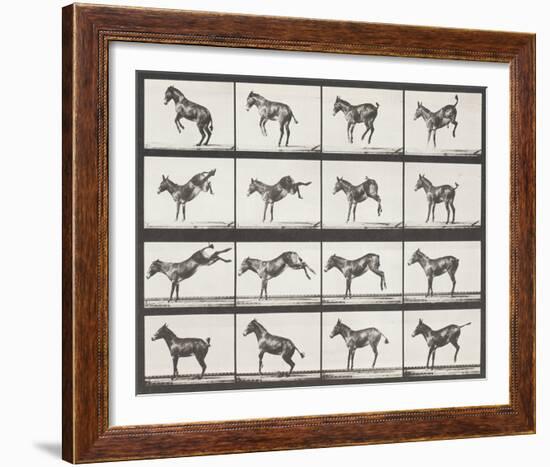 Bucking and Kicking-Eadweard Muybridge-Framed Giclee Print