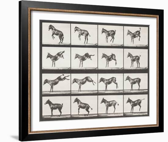 Bucking and Kicking-Eadweard Muybridge-Framed Giclee Print