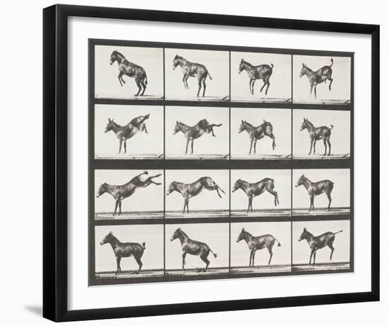 Bucking and Kicking-Eadweard Muybridge-Framed Giclee Print