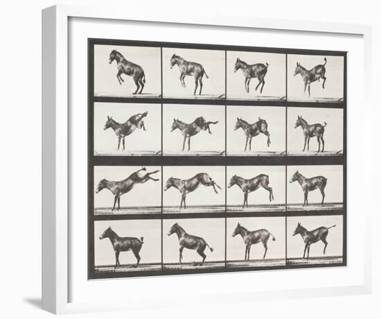 Bucking and Kicking-Eadweard Muybridge-Framed Giclee Print