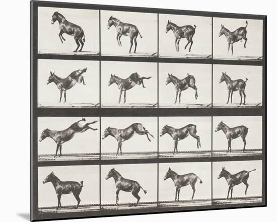 Bucking and Kicking-Eadweard Muybridge-Mounted Giclee Print