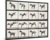 Bucking and Kicking-Eadweard Muybridge-Mounted Giclee Print