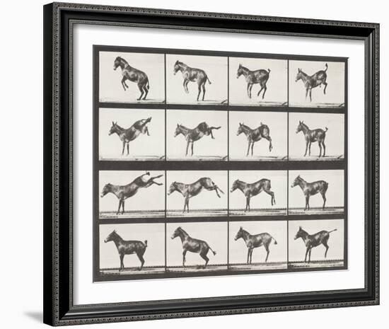 Bucking and Kicking-Eadweard Muybridge-Framed Giclee Print