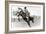 Bucking Bronco Photo-null-Framed Art Print