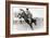 Bucking Bronco Photo-null-Framed Art Print