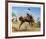 Bucking Bronco-Frank Wootton-Framed Collectable Print