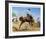 Bucking Bronco-Frank Wootton-Framed Collectable Print