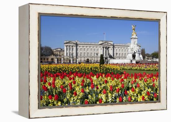 Buckingham Palace and Queen Victoria Monument with Tulips, London, England, United Kingdom, Europe-Stuart Black-Framed Premier Image Canvas