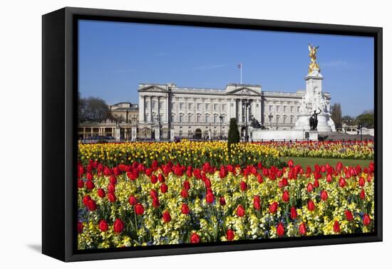 Buckingham Palace and Queen Victoria Monument with Tulips, London, England, United Kingdom, Europe-Stuart Black-Framed Premier Image Canvas