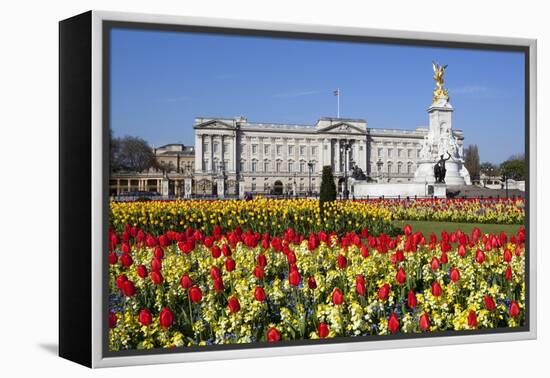 Buckingham Palace and Queen Victoria Monument with Tulips, London, England, United Kingdom, Europe-Stuart Black-Framed Premier Image Canvas