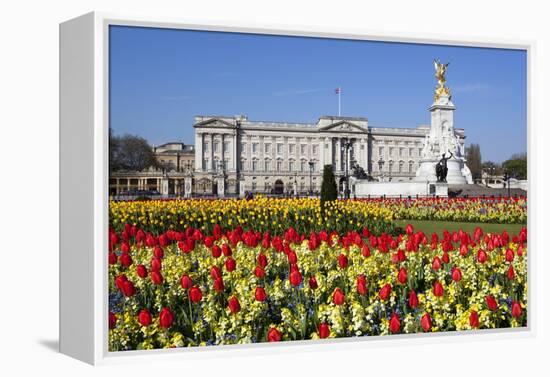 Buckingham Palace and Queen Victoria Monument with Tulips, London, England, United Kingdom, Europe-Stuart Black-Framed Premier Image Canvas