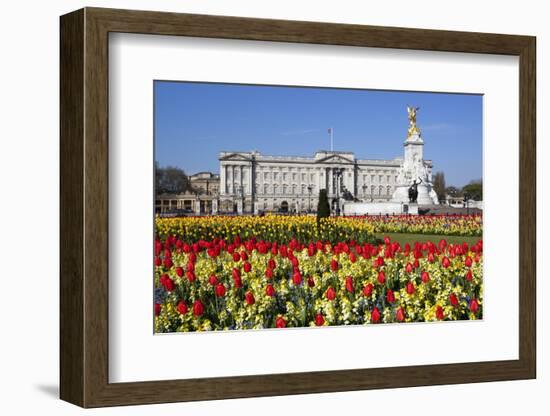 Buckingham Palace and Queen Victoria Monument with Tulips, London, England, United Kingdom, Europe-Stuart Black-Framed Photographic Print